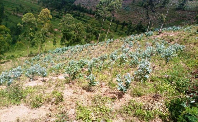  GICUMBI: INCREASE FOREST PRODUCTIVITY ENHANCEMENT THROUGH REHABILITATION PROJECT