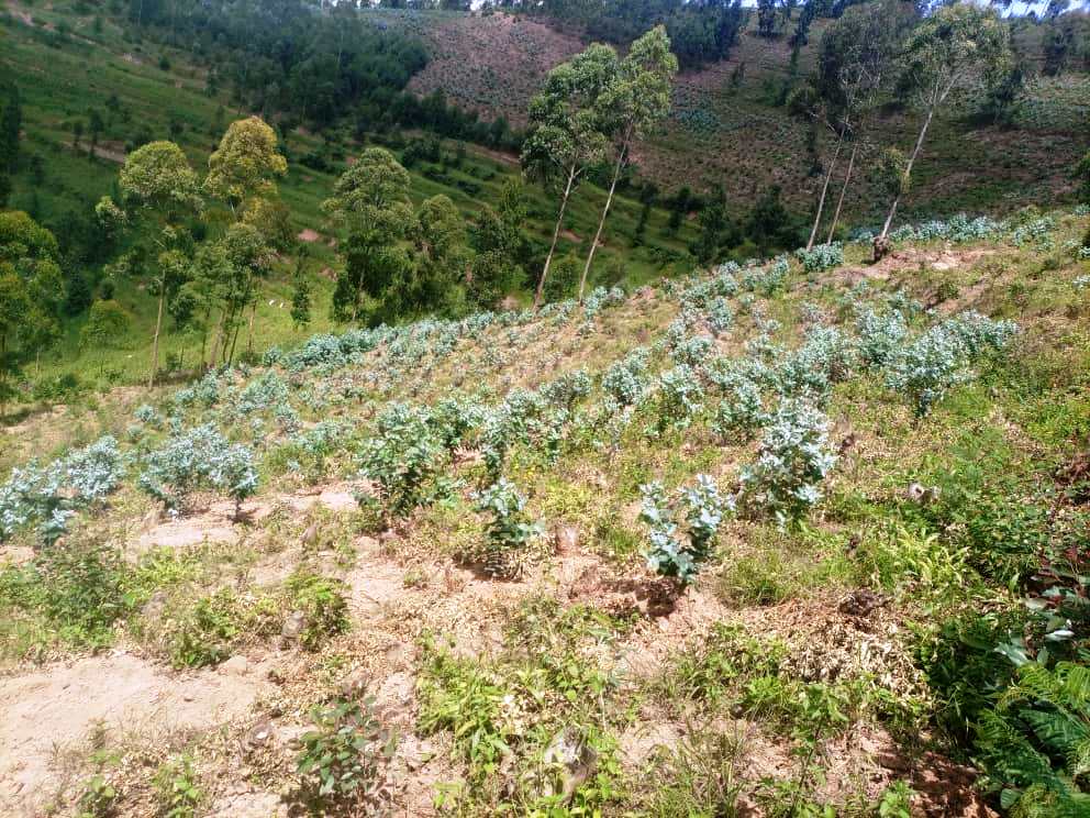 GICUMBI: INCREASE FOREST PRODUCTIVITY ENHANCEMENT THROUGH REHABILITATION PROJECT